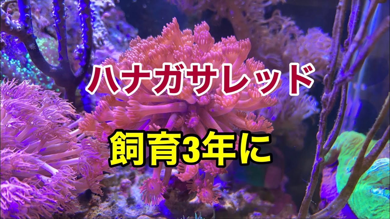 ハナガサレッドを飼育して3年になりました Youtube ハナガサレッドを飼育して3年になりました Youtube