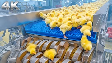 Chicken Mega Factory: Chicken Egg Incubation Technology – Broiler Raising Method & Full Process