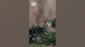 سورة النصر | تلاوة خاشعة بصوت سعد الغامدي 🌿