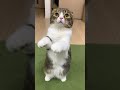人間みたいな猫がこちらですw #shorts