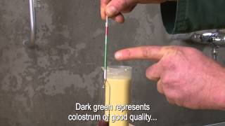 Checking colostrum quality using a colostrum meter