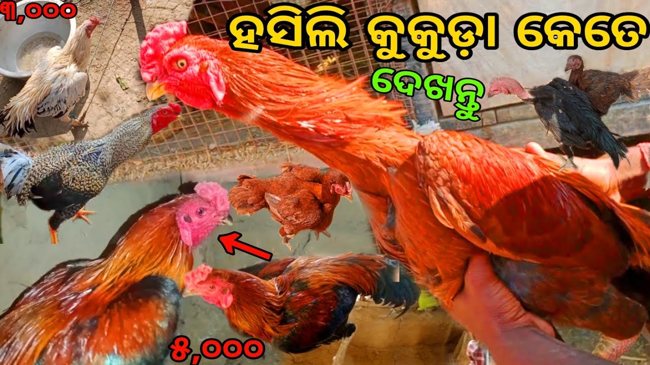 ହସିଲି କୁକୁଡ଼ା କେତେ  ଦେଖନ୍ତୁ 🐓