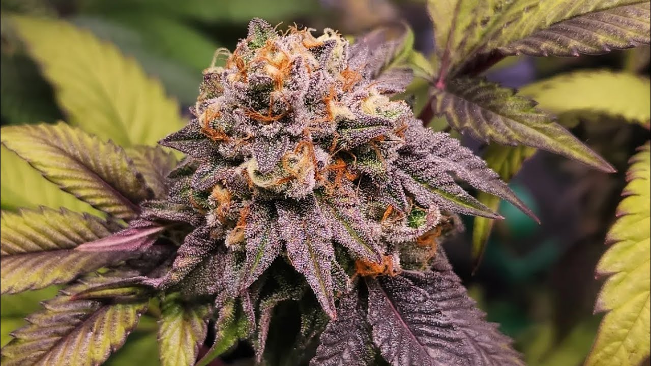 Gelato 33 at flower week 7 day 49 (+25 veg) 🪴 & week 5 day 35 (+39 veg) & week 2 day 17 (+20 veg)