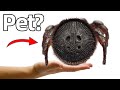 I Bought A Pet Oreo Spider Yes Really I Bought A Pet Oreo Spider Yes Really
