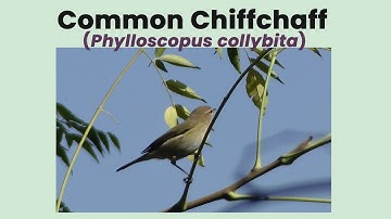 Common Chiffchaff in Jagal, Haripur | Multi-Season Behaviour (2023–2025)