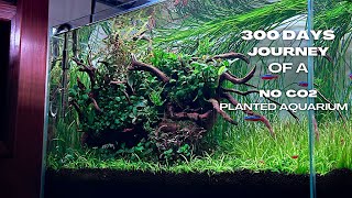 300 DAYS Journey Of A No Co2 PLANTED Freshwater AQUARIUM