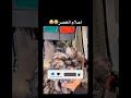 ايه القرف ده🤮🤮