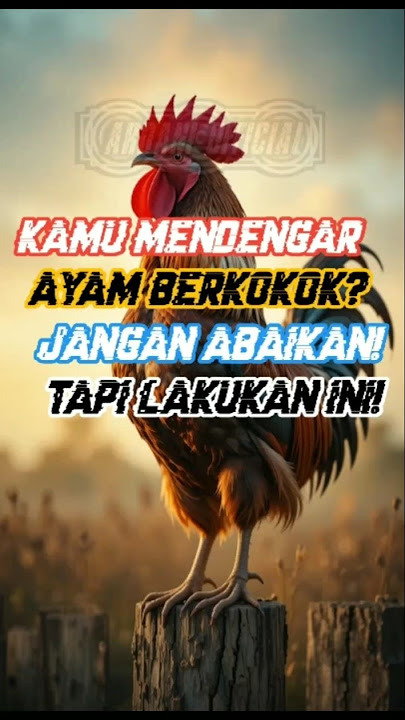 JANGAN RAGU! RASULULLAH MENYURUH KITA MELAKUKAN INI SAAT AYAM BERKOKOK!