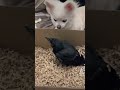 カラスの子供が落ちていた💦 a child of crows was falling #shorts