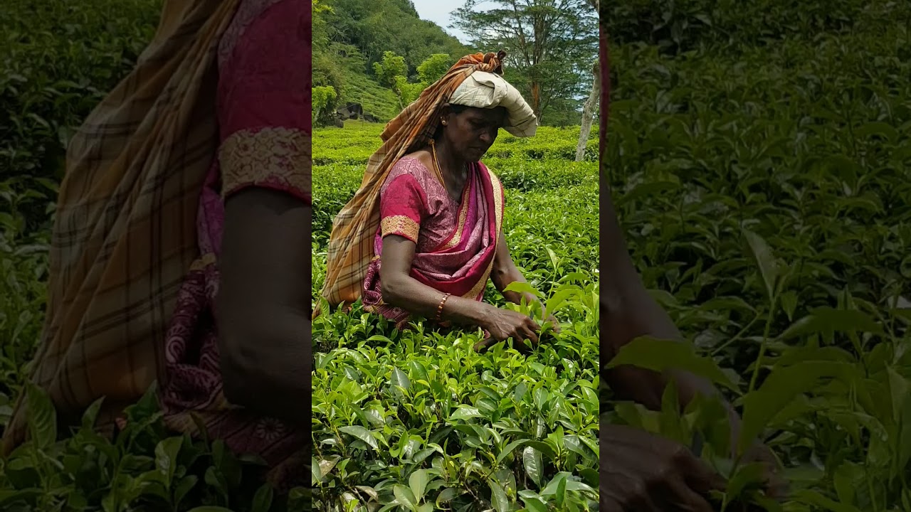 20230426 Sri Lanka Colombo Teeplantage