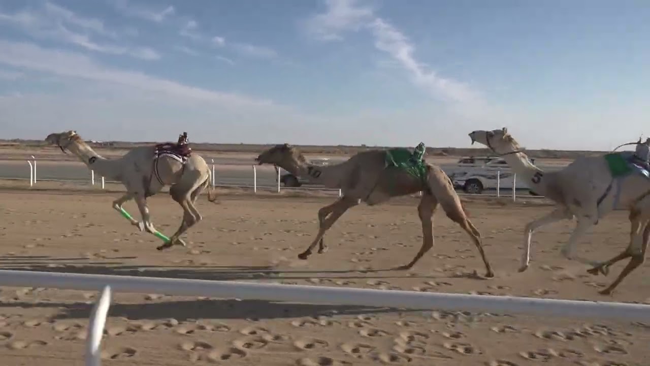 ش3 زمول 1447/09/12هـ - 2026/03/01م (متعب) صالح عوض عيفان الحليفي