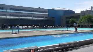 Download Sea Lion Show Manila Ocean Park - Manila Tour - Wow Philippines Travel Agency Video MP3 Sea Lion Show Manila Ocean Park - Manila Tour - Wow Philippines Travel Agency