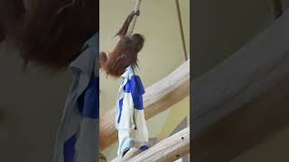 Little Kendari's having fun#shorts#OrangutanShow#orangutans#funnyanimals#zoo