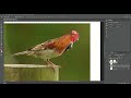 Animal Hibrido Simples e Rápido