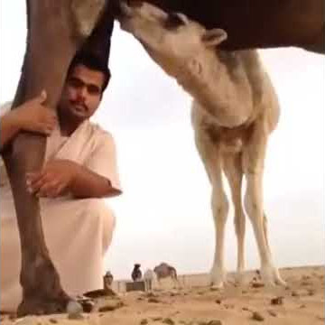 Orang arab di tendang sama unta