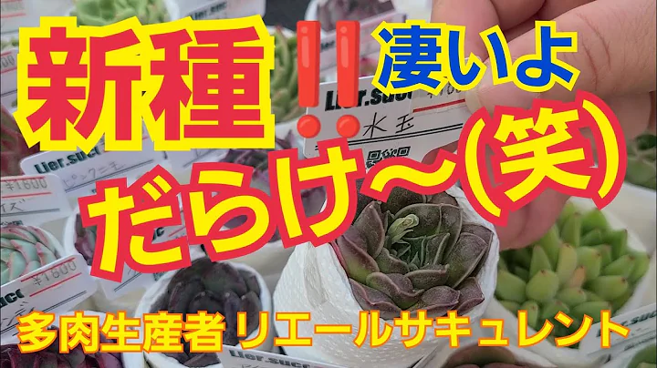 【多肉植物】【ガーデニング】今‼️新種‼️だらけ～🎵凄いよ～🎵2022年5月27日 - 天天要聞