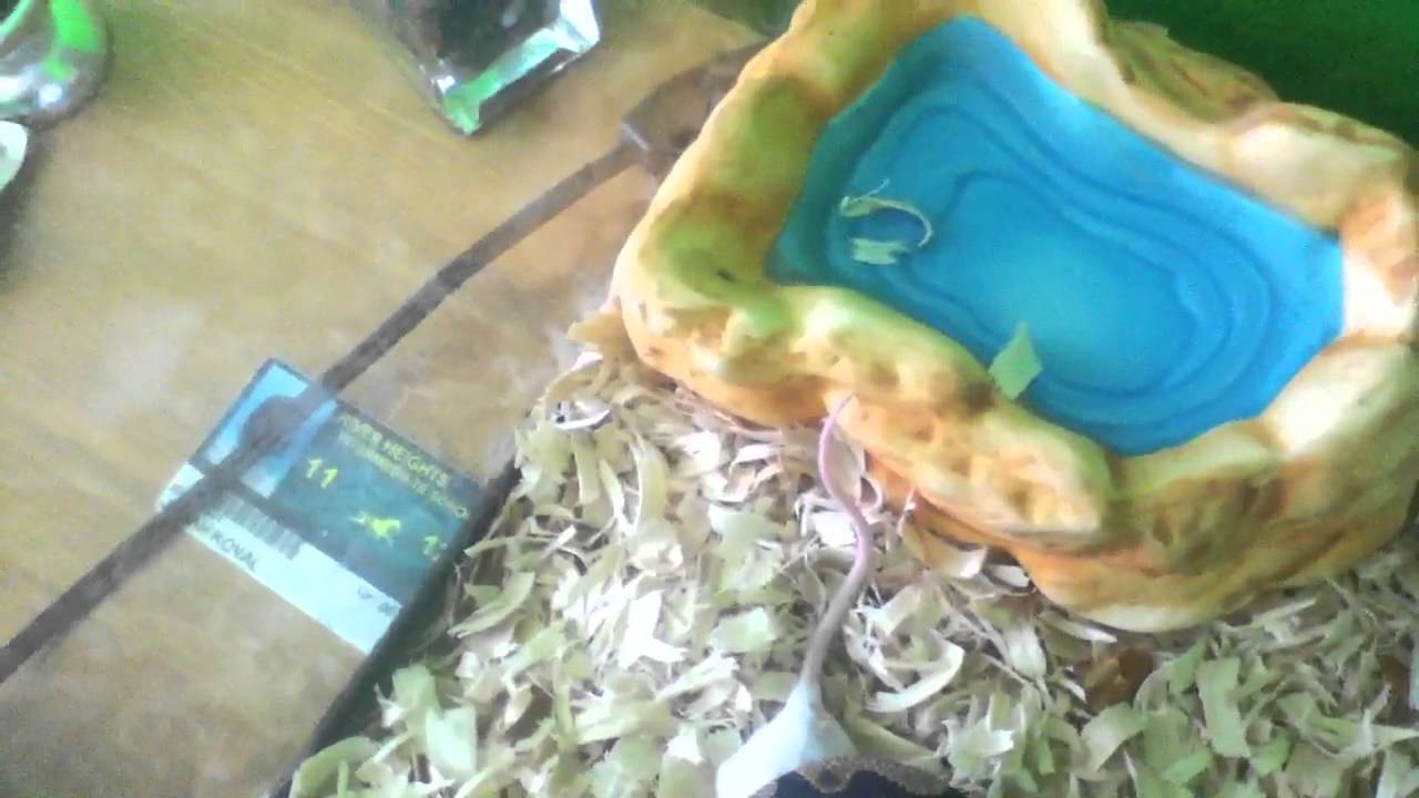 petco fish Ball python feeding Mouse