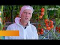 Syngenta vegetable seeds climundo