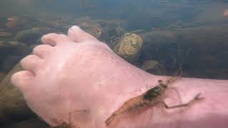 17 minutes of just fresh water shrimp and my foot.