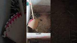 Why Are Porcupine Quills Used To Make Premium Fishing Floats?