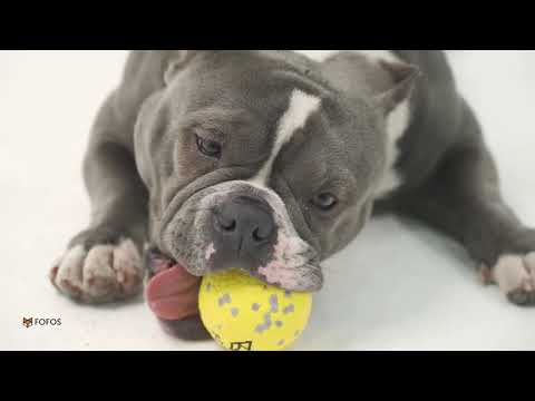 POV: My dog playing with his favourite bounce ball⚽ #dogsoftiktok #funnydogvideos #dogvideo #dogtoys - video from Barkbutler