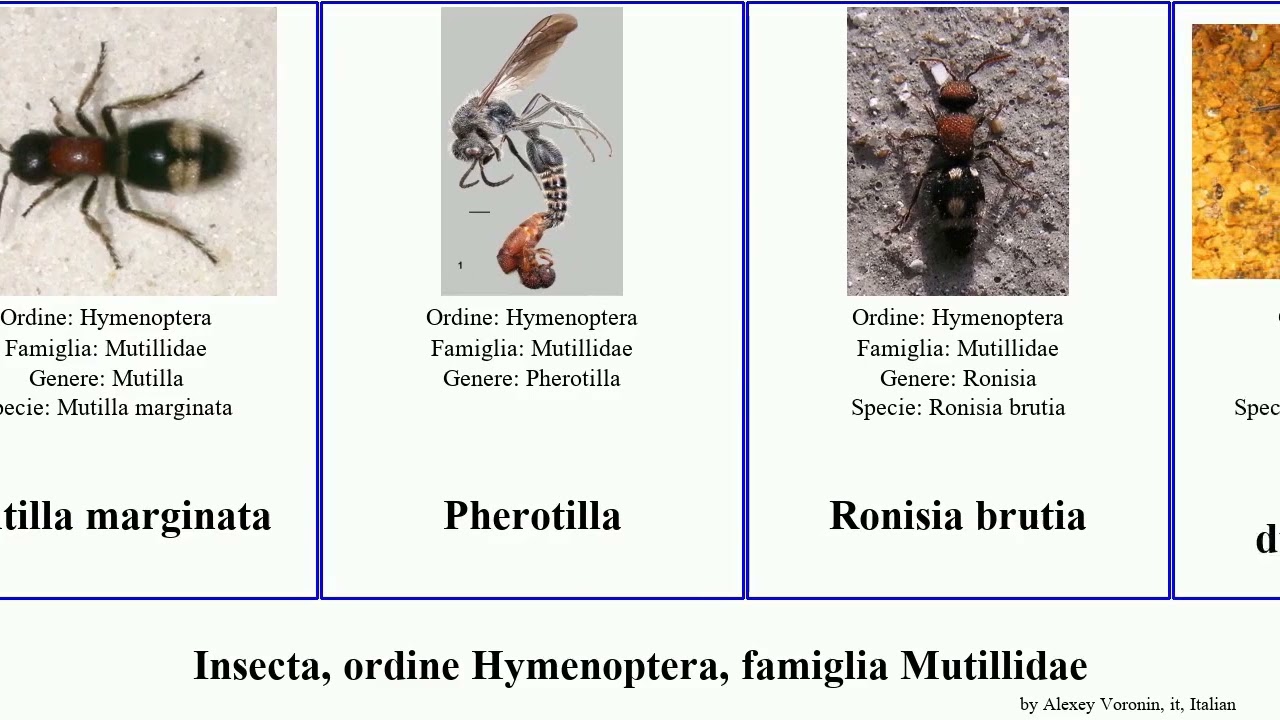 Insecta, ordine Hymenoptera, famiglia Mutillidae dasymutilla occidentalis  marginata gloriosa North