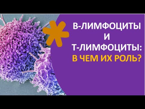 Видео: Разница между Т-клетками и В-клетками