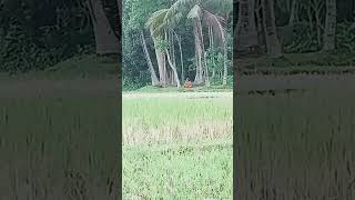 #waz# vlog#funny#viral# bayan#milanur#rahman#short#vedio#viralvedio#shorts#youtube