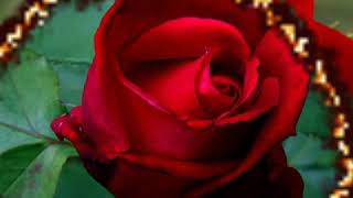 Very beautiful images of the rose