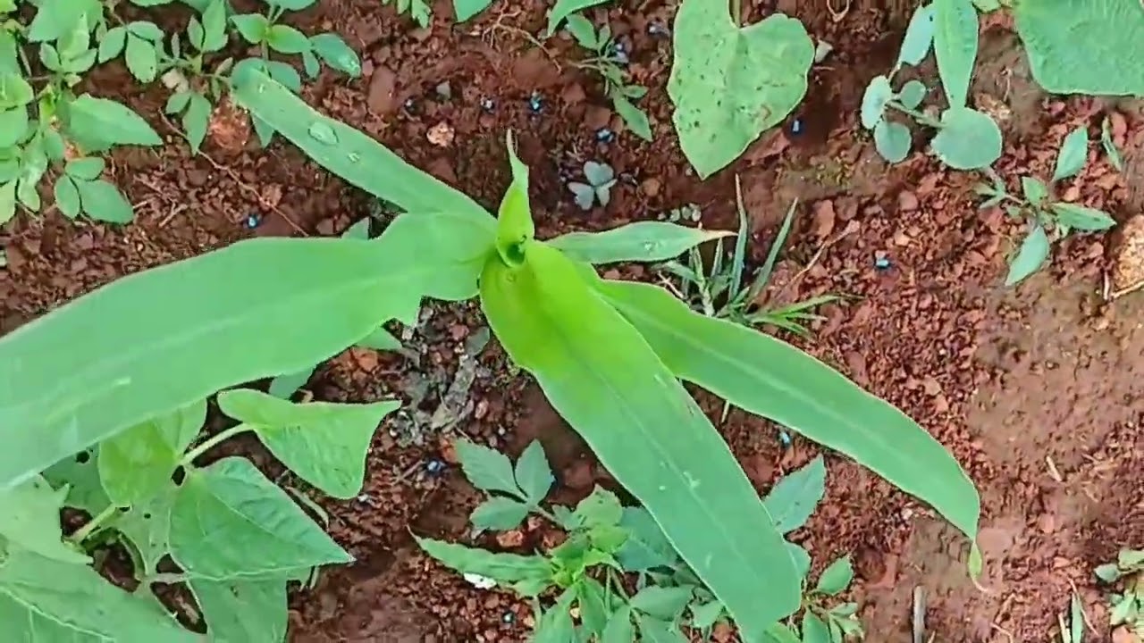 Garden Tour Part 1 and great harvesting. We also got rain today. Gardening #farming#nature  