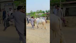 Unloading Jafer Mandi 2026 Mudasser Video Dhok pehla Bakra Eid 2026 qurbani2026 fath Jang bulls 2k26