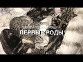 Первые роды шотландской кошки