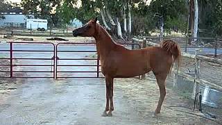 Chestnut Arabian Mare for Sale