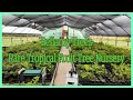 Kentucky rare tropical fruit tree nursery bellamy trees update