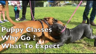 Puppy Classes, Why Go What to Expect.