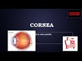 Structure of Cornea