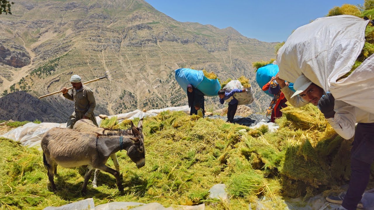 ИРАН Кочевая жизнь |  сбор корма для овец и трудные дороги |  Кочевой образ жизни Ирана