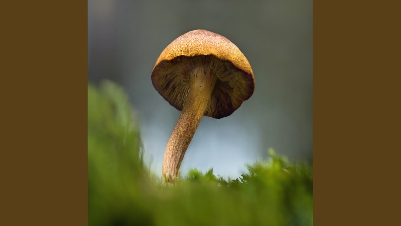 Watch Dark Star on YouTube Watch Dark Star on YouTube