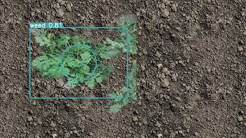Yolov5 detection for weed control with arrows