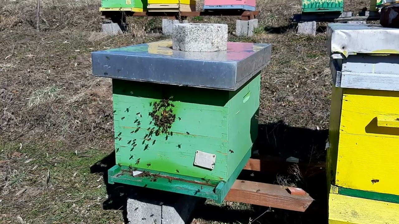 Grabež na pcelinjaku