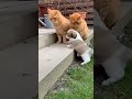 Orange Cats Being Adorable 😂🐱 #shortsfeed