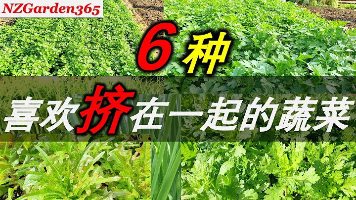 【種菜】地方小也能種好菜｜快試試這幾種菜，越擠着種越好吃。超省空間，小面積菜園別錯過！ - 天天要聞
