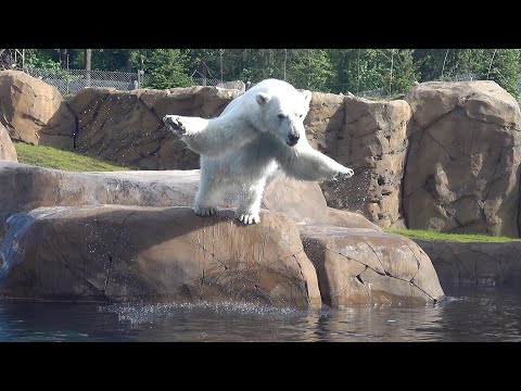 Wideo: Co to jest skok niedźwiedzia polarnego?