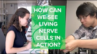 Curious Minds: How Can We See Living Nerve Cells in Action?