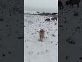 Козы пасутся на снежном поле