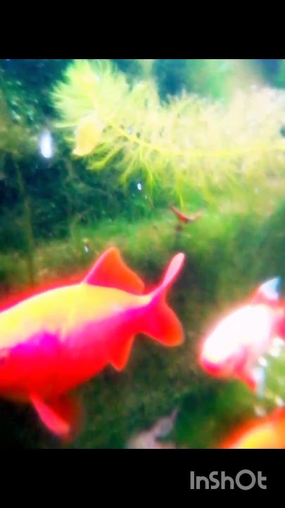 Goldfische im Teich unterwasser Wasserpflanzen im Winter Fische 