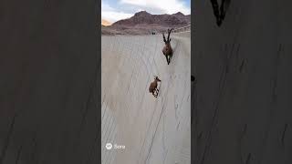 Ibex Goats Climbing To The Top Of Hoover Dam Summit Peak Mountain #animals #goat #climbing