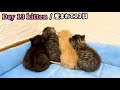 【BGM 無し】元野良ママが産んだ子猫の成長記録