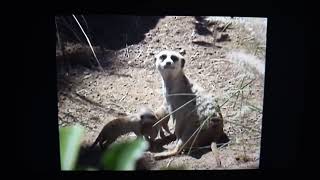 Baby Genius baby meerkats tempo's tune Baby Genius baby meerkats tempo's tune
