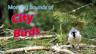 City Birds - Ambient Sound 38 Minutes of Morning Bird Chatter